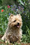 CAIRN TERRIER 574